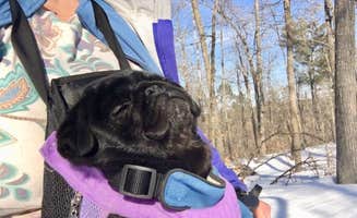 Janet R.'s photo of camping with pets at Deer Park Lake Backcountry Campsite — Itasca State Park near Midway, MN