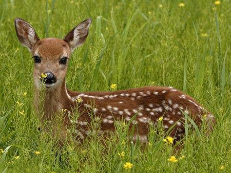 Camper-submitted photo at Spillway Group Area near Centralia, IL