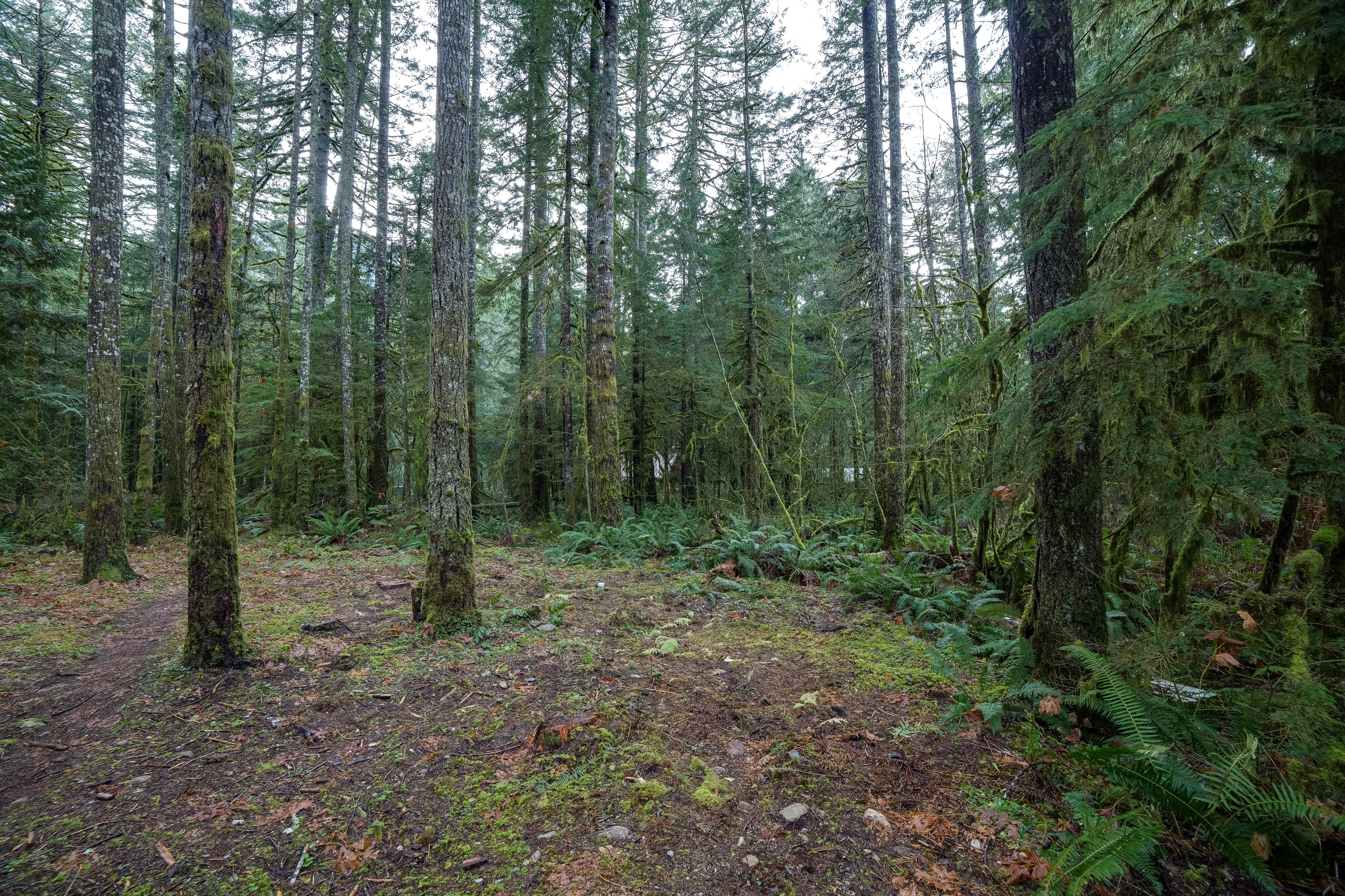 Camper submitted image from Mt. Baker Lodging - Cabin #12 - Newly Restyled - Pets Ok - 4