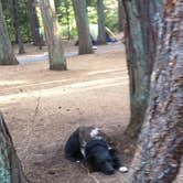 Review photo of Jenkinson Campground—Sly Park Recreation Area by Tara S., July 21, 2015