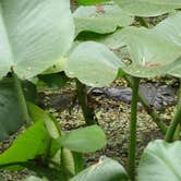 Review photo of Highlands Hammock State Park Campground by Bran P., August 26, 2016