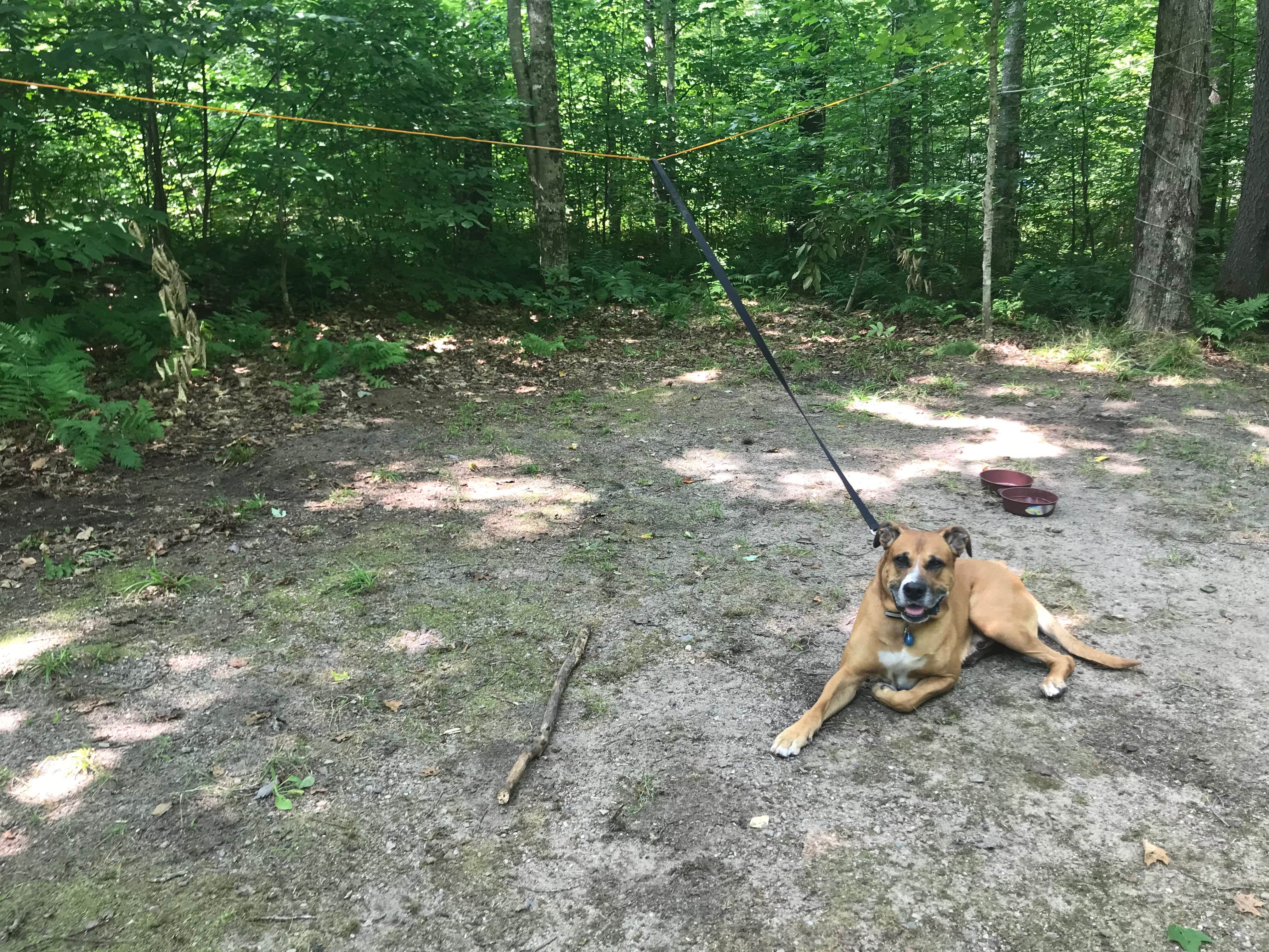 Nikki M.'s photo of camping with pets at Au Train Lake Campground near Gwinn, MI