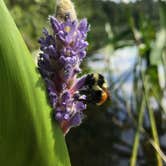 Review photo of Cunnard Lake — Northern Highland State Forest by AnneMarie C., April 13, 2019