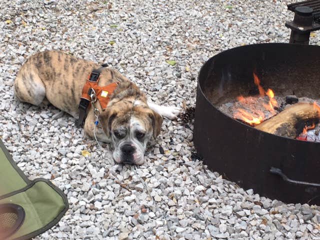 Sammi H.'s photo of camping with pets at Mccormick's Creek State Park Campground near Waverly, IN