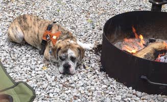 Sammi H.'s photo of camping with pets at Mccormick's Creek State Park Campground near Martinsville, IN