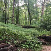 Review photo of Turkey Run State Park Campground — Turkey Run State Park by Sammi H., April 13, 2019
