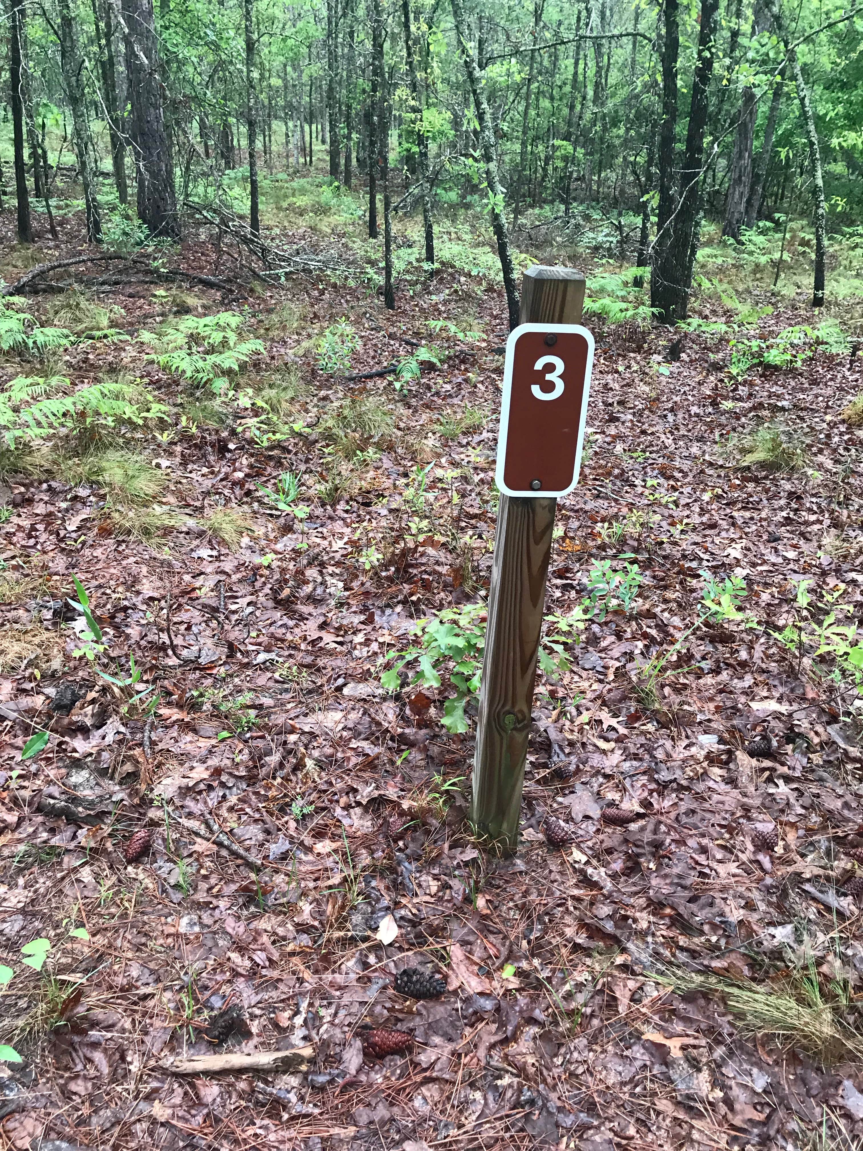 Camper submitted image from George L. Smith State Park Campground - 3