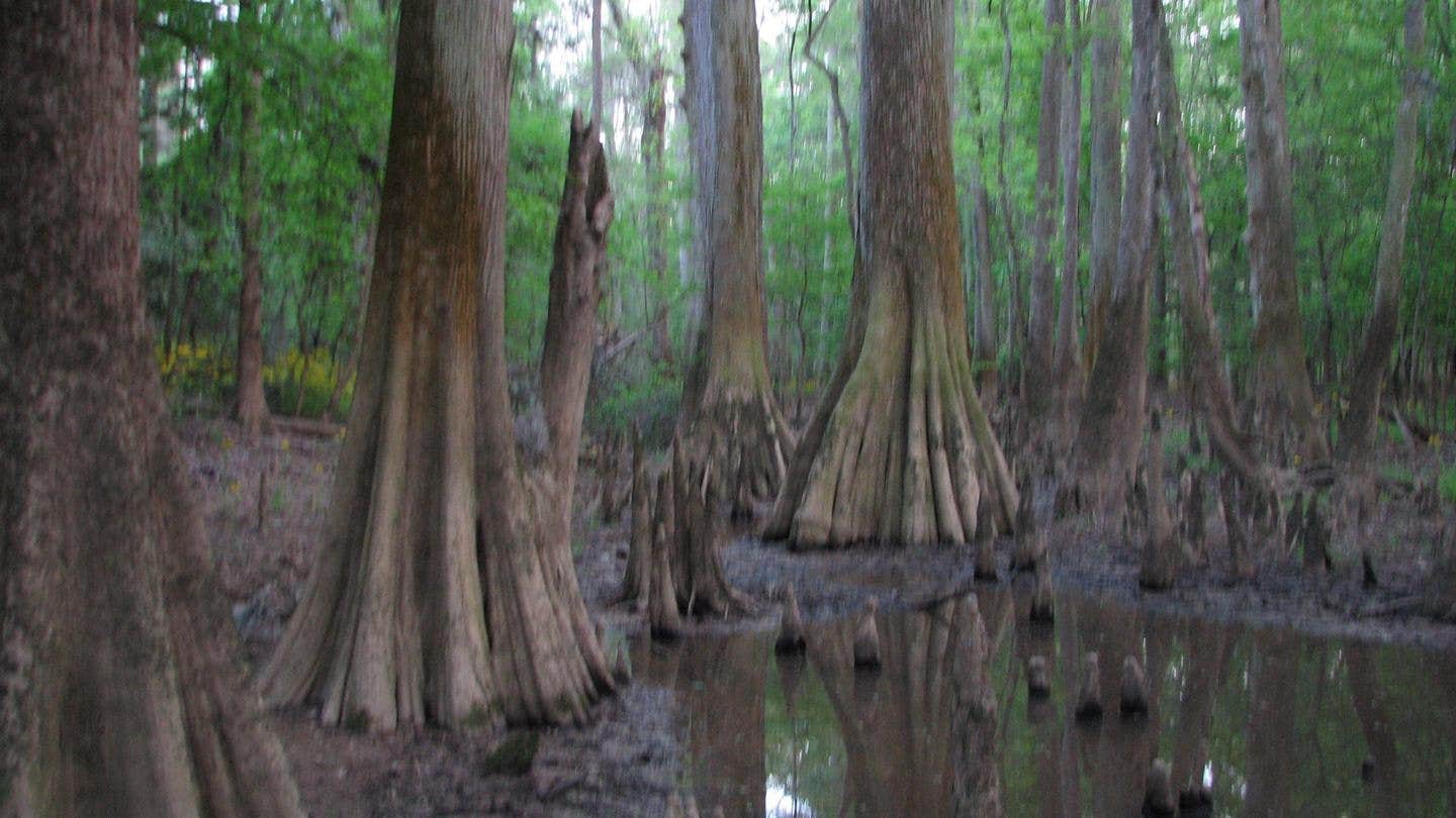 Camper submitted image from Bluff Hike In Campground — Congaree National Park - 1