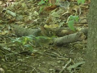 Camper-submitted photo at Bo Wood near Charleston, IL