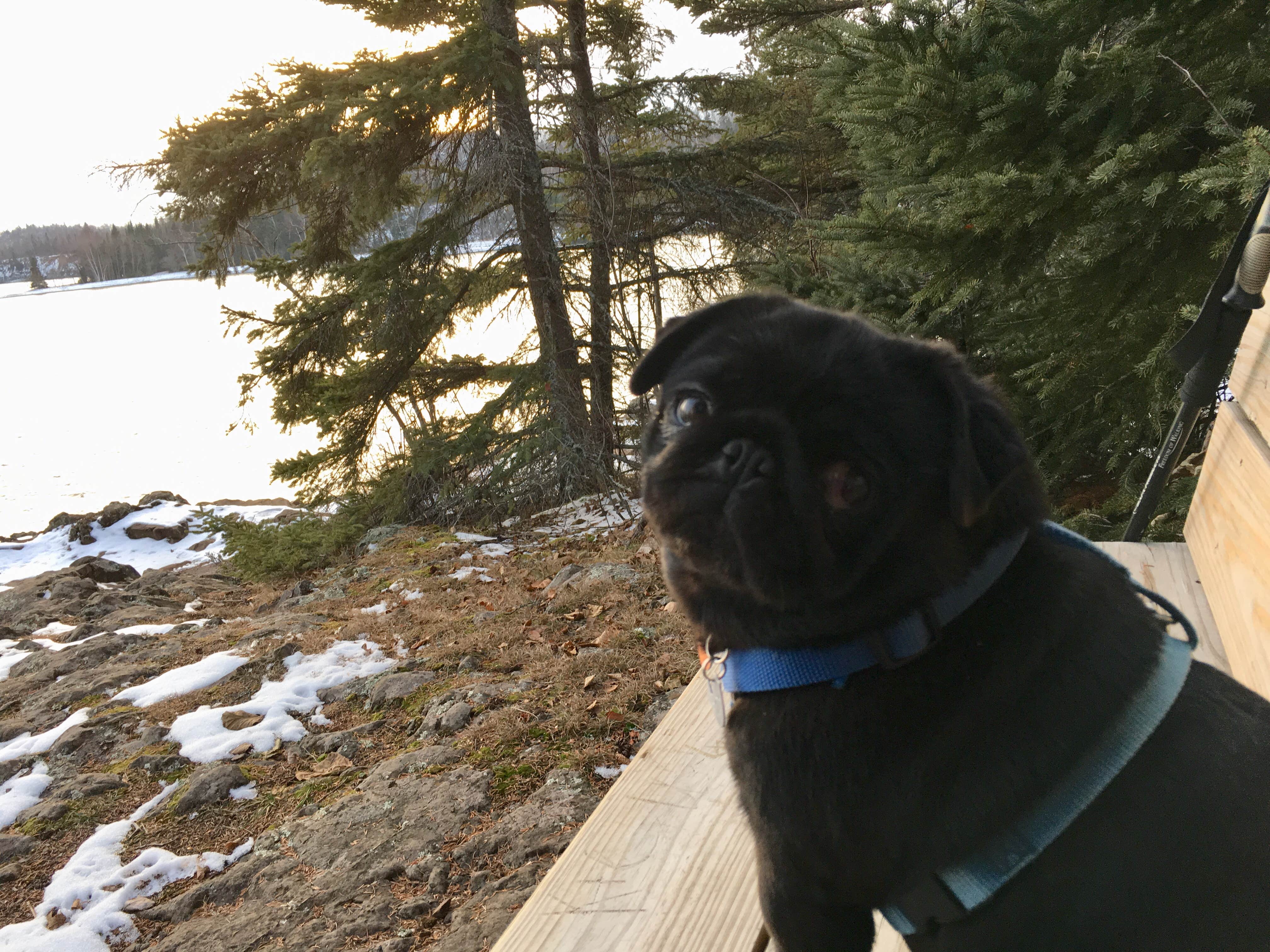 Janet R.'s photo of camping with pets at Cart-In Campground — Split Rock Lighthouse State Park near Babbitt, MN