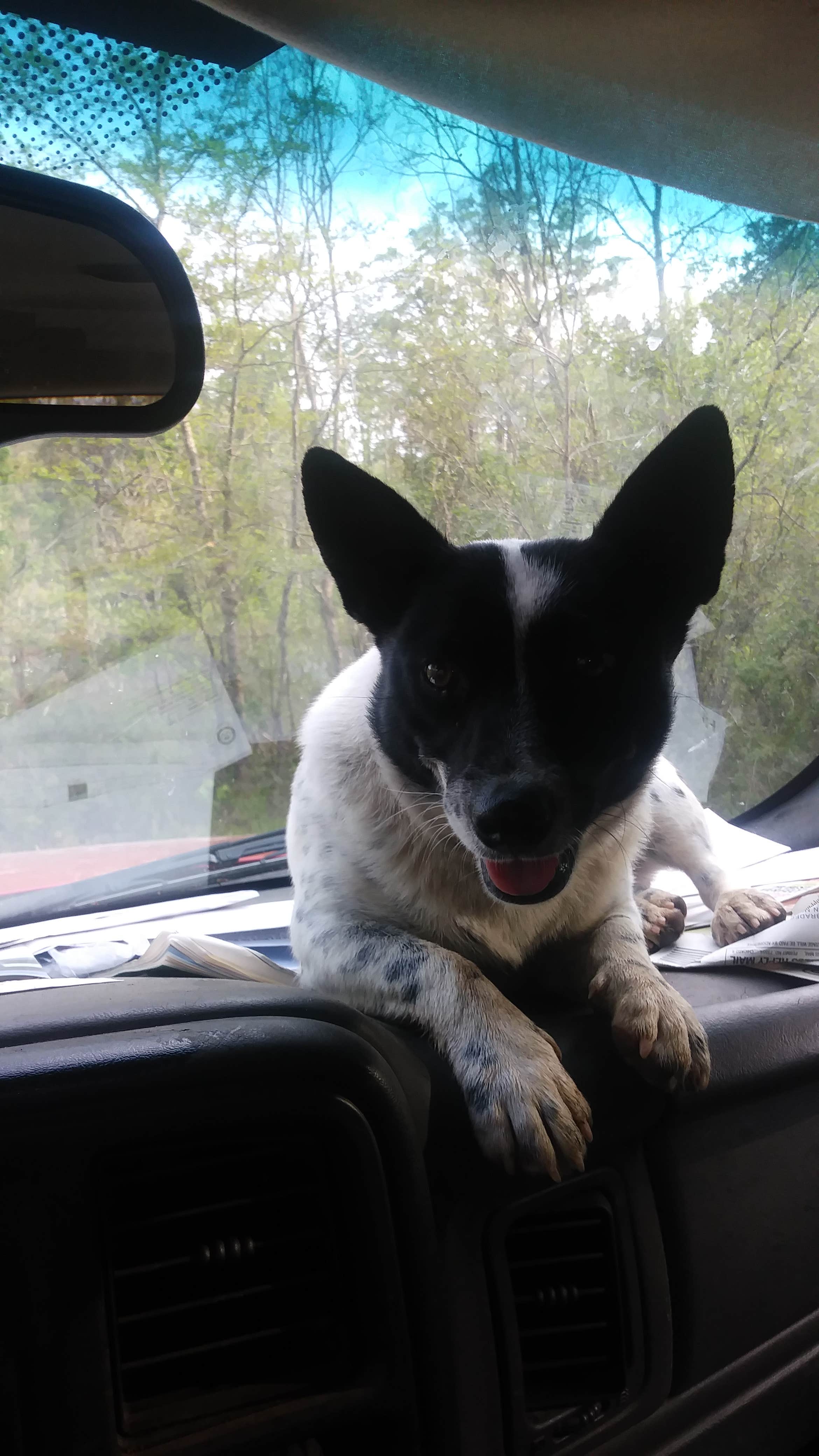 Anthony M.'s photo of camping with pets at Murchison Farm near Selma, AL