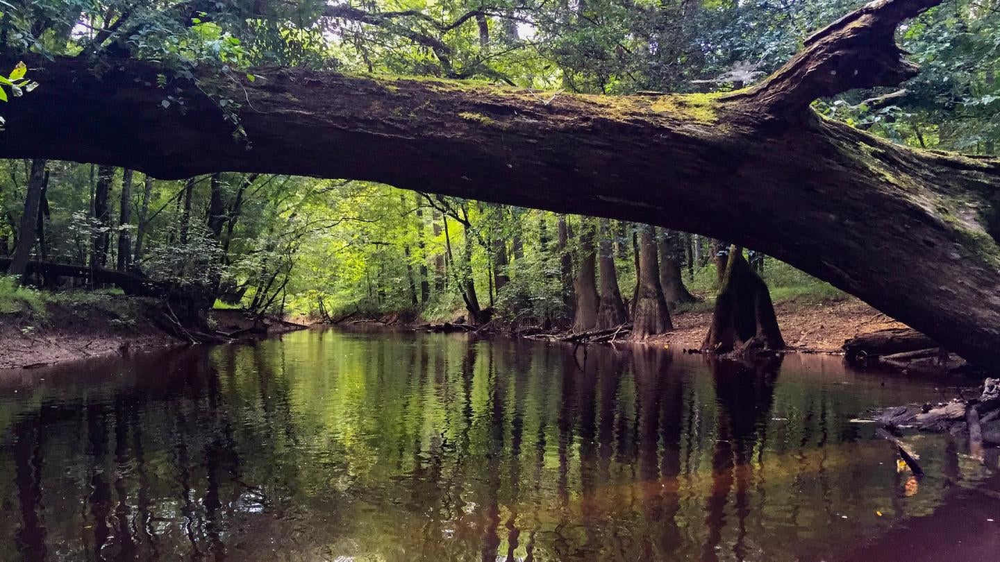 Camper submitted image from Bluff Hike In Campground — Congaree National Park - 2