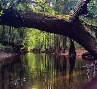 Camper-submitted photo from Bluff Hike In Campground — Congaree National Park