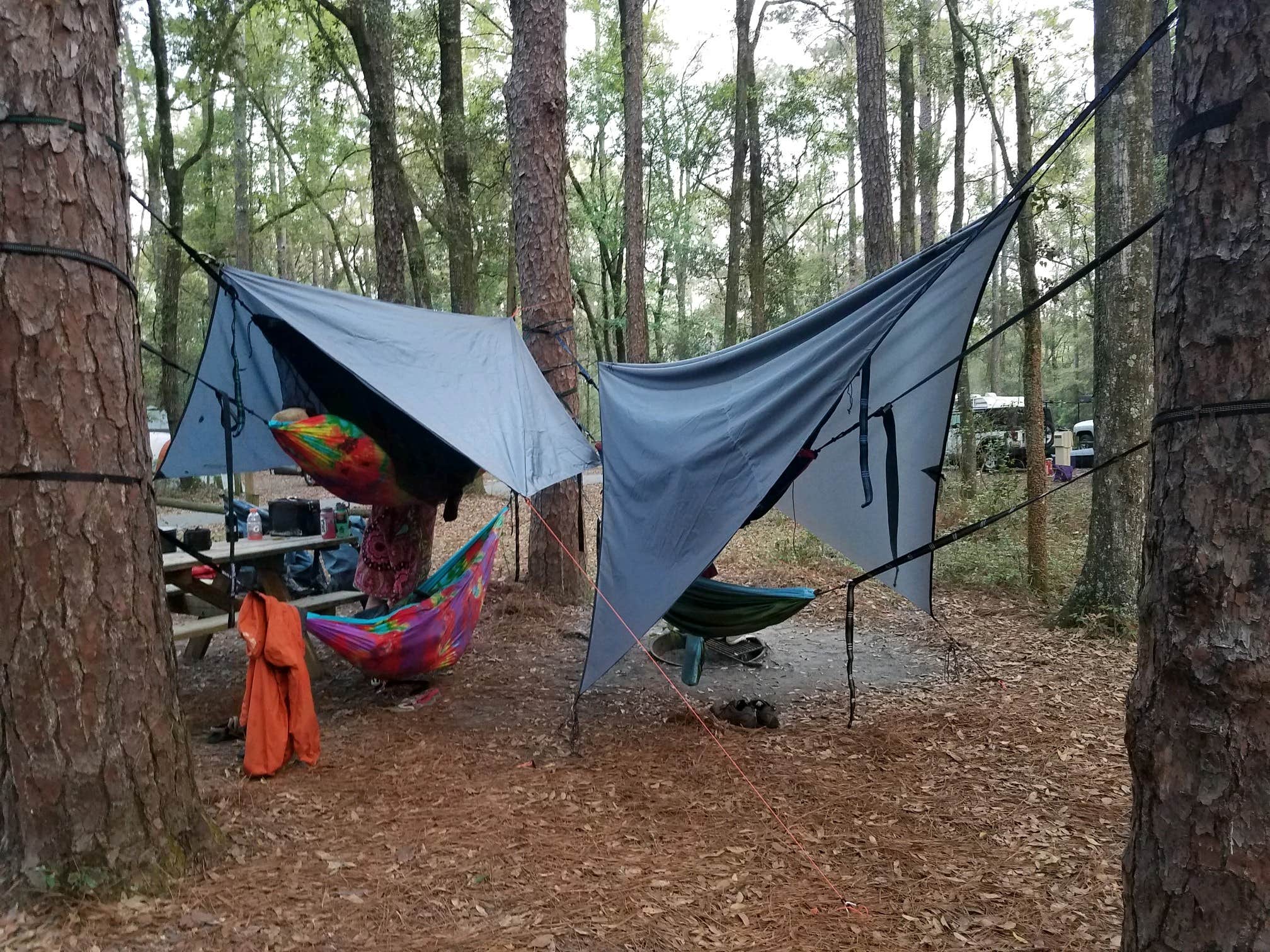 Jessica W.'s photo at Suwannee River State Park Campground near Mayo, FL
