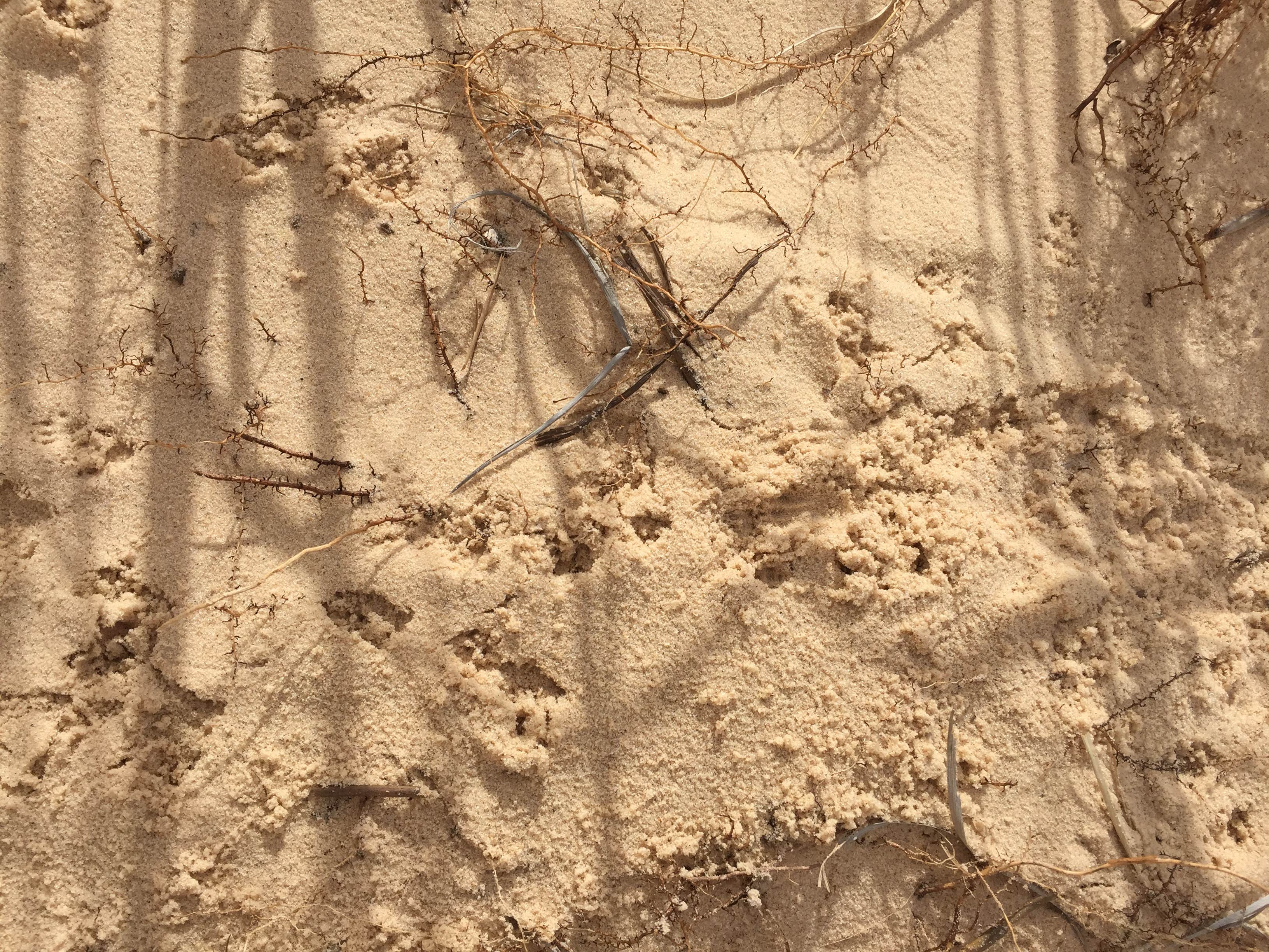 Camper-submitted photo at Monahans Sandhills State Park Campground near Monahans, TX