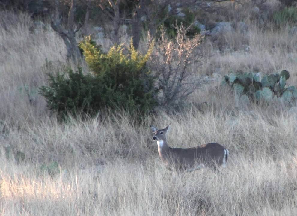 Joel R.'s photo of camping with pets at Caverns of Sonora near Eldorado, TX
