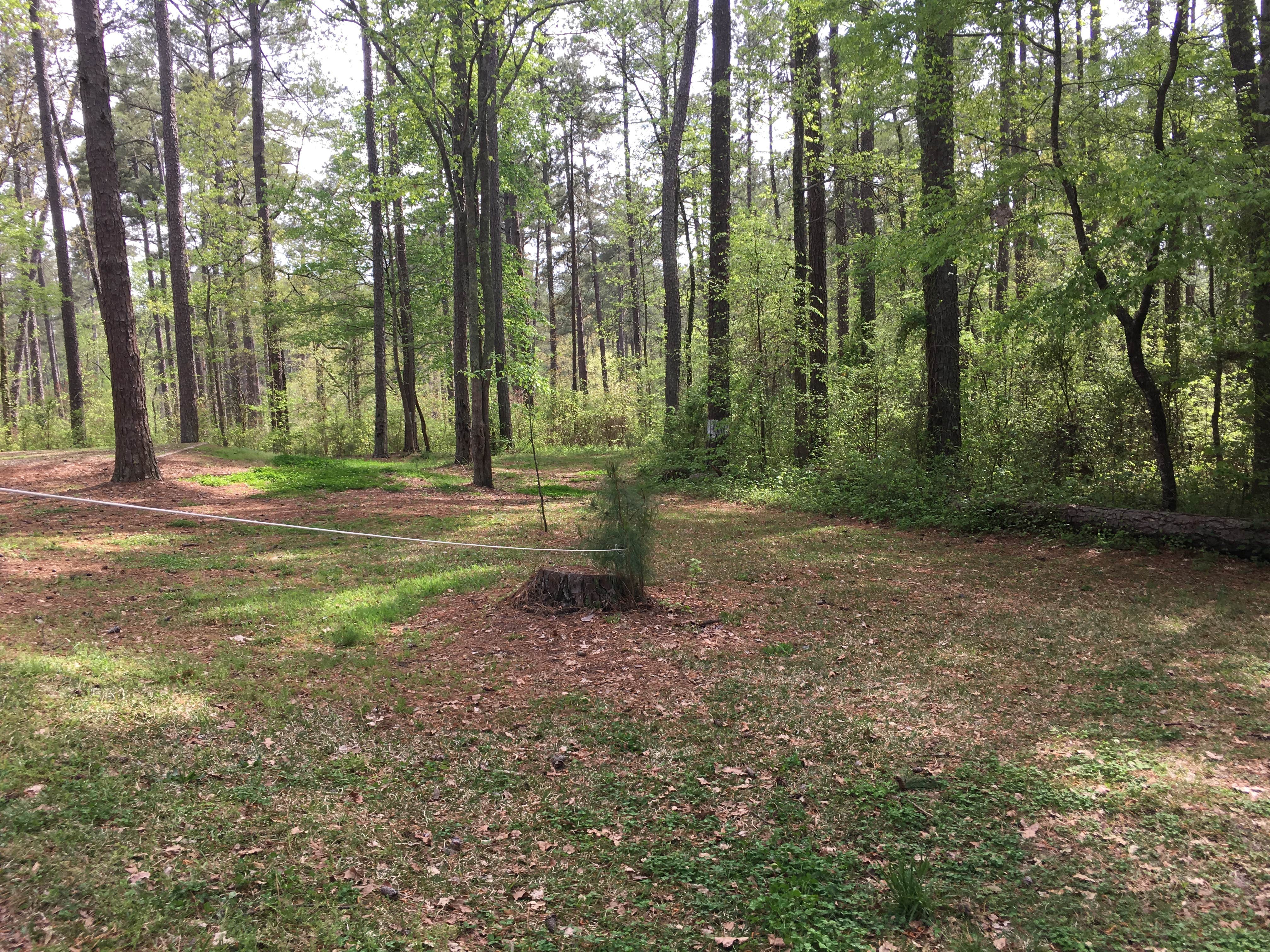 Camper submitted image from Brick House Campground (Sc) — Francis Marion And Sumter National Forests - 2