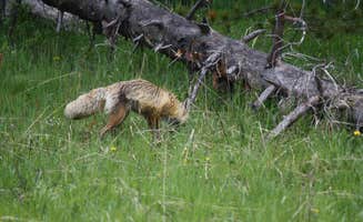 Amy J.'s photo of camping with pets at Bridge Bay Campground — Yellowstone National Park near Yellowstone National Park