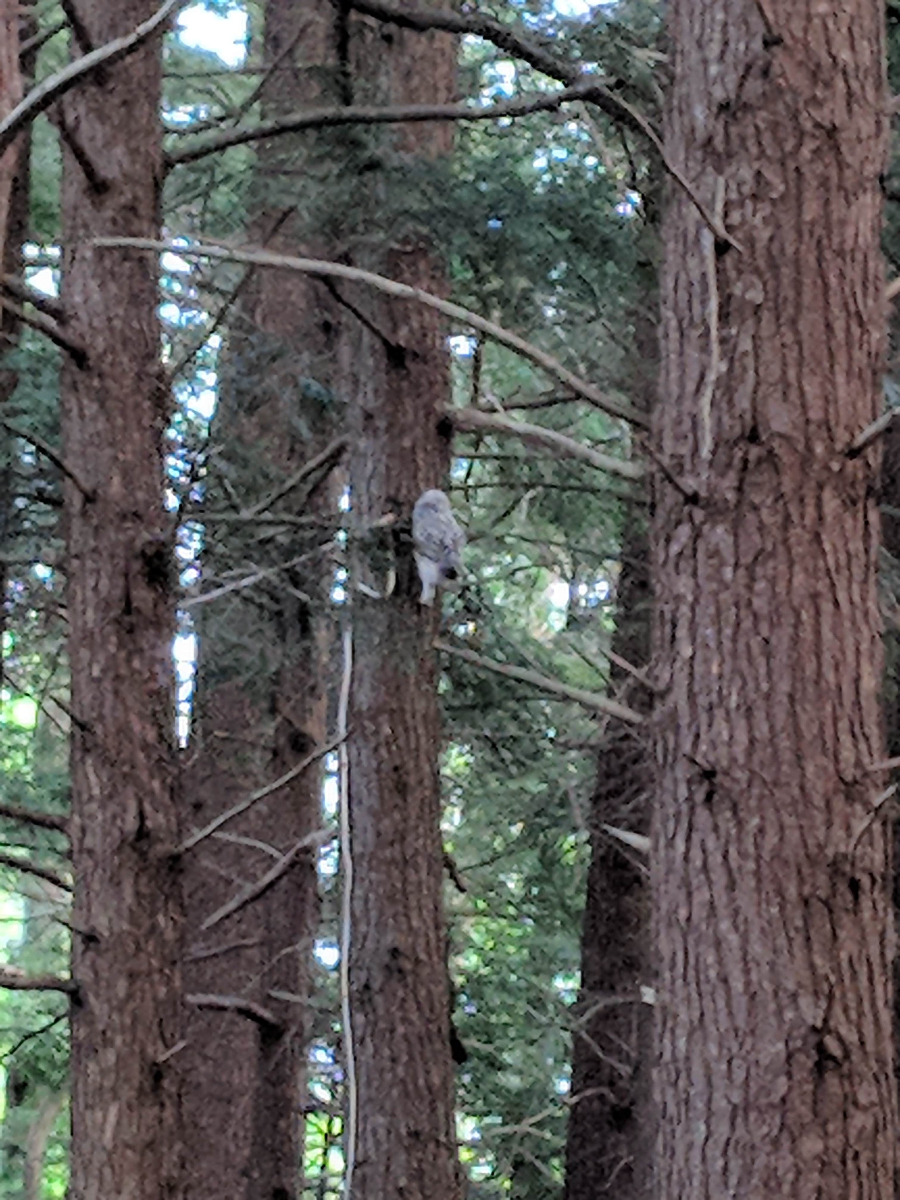The owl was my neighbor.