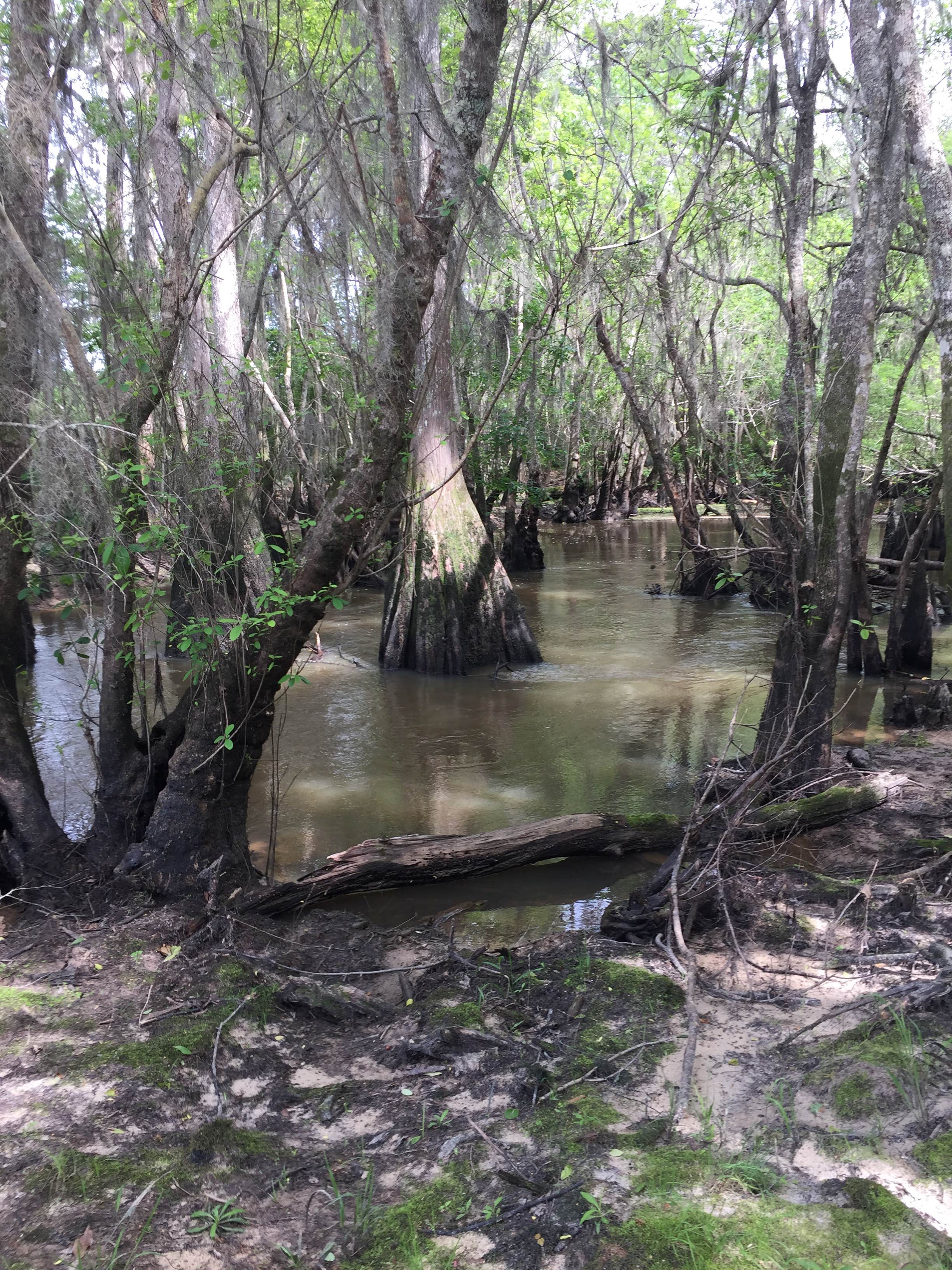 Camper submitted image from Altamaha Regional Park - 4