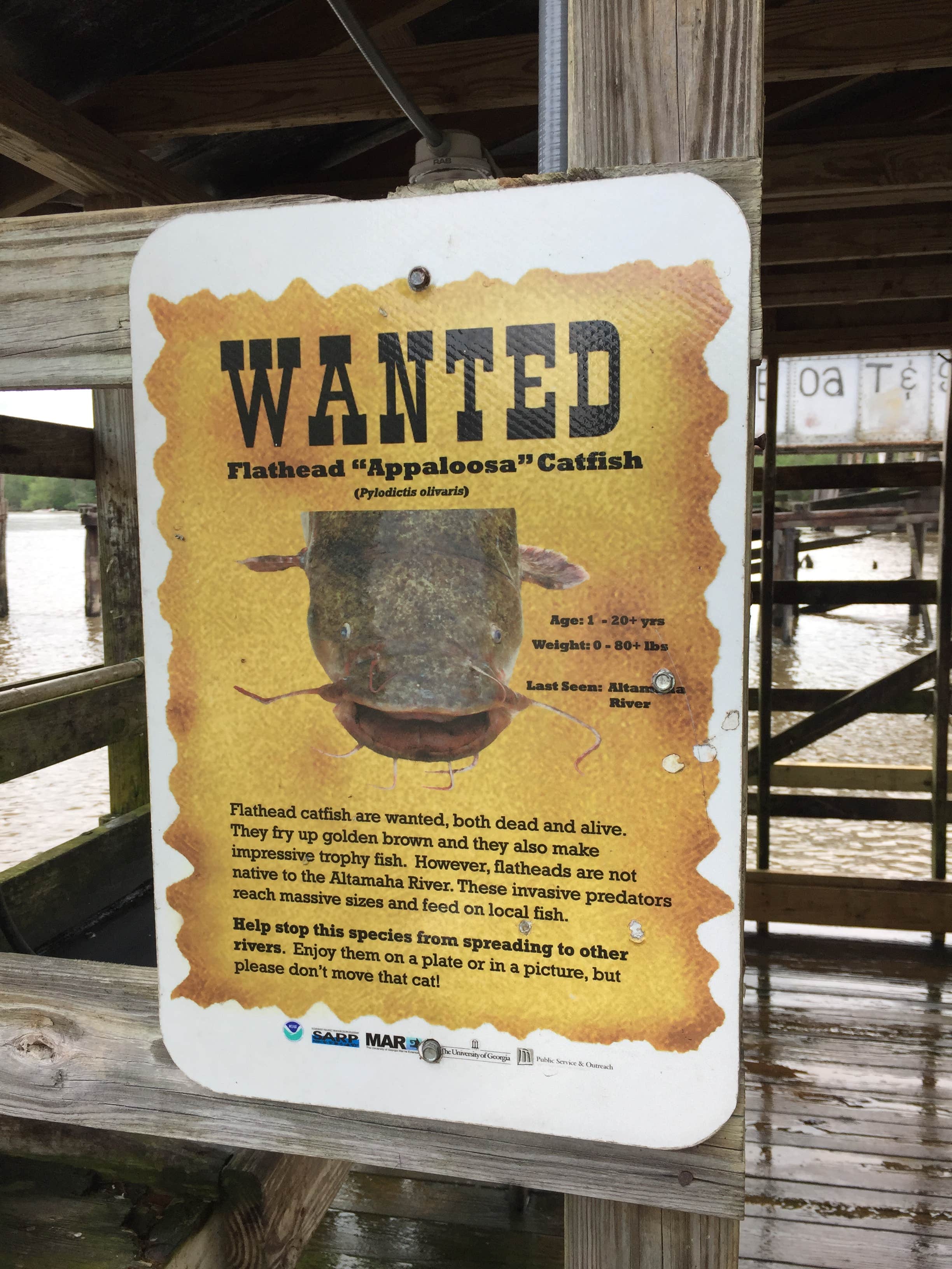 Altamaha County Park The Dyrt