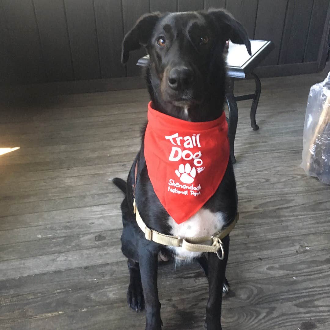 Erica M.'s photo of camping with pets at Big Meadows Campground — Shenandoah National Park near Shenandoah National Park