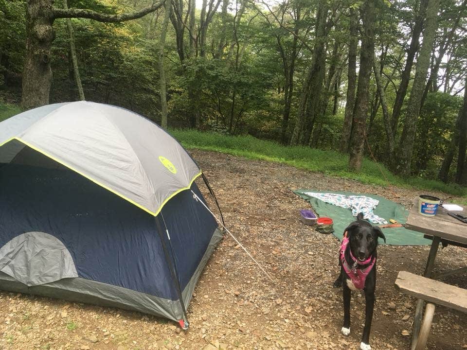 Erica M.'s photo of camping with pets at Big Meadows Campground — Shenandoah National Park near Haymarket, VA