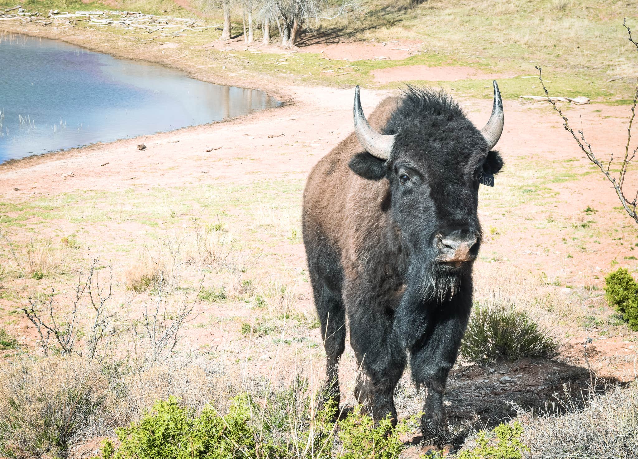 Camper submitted image from North Prong Primitive Campsite Camping Area — Caprock Canyons State Park - 3