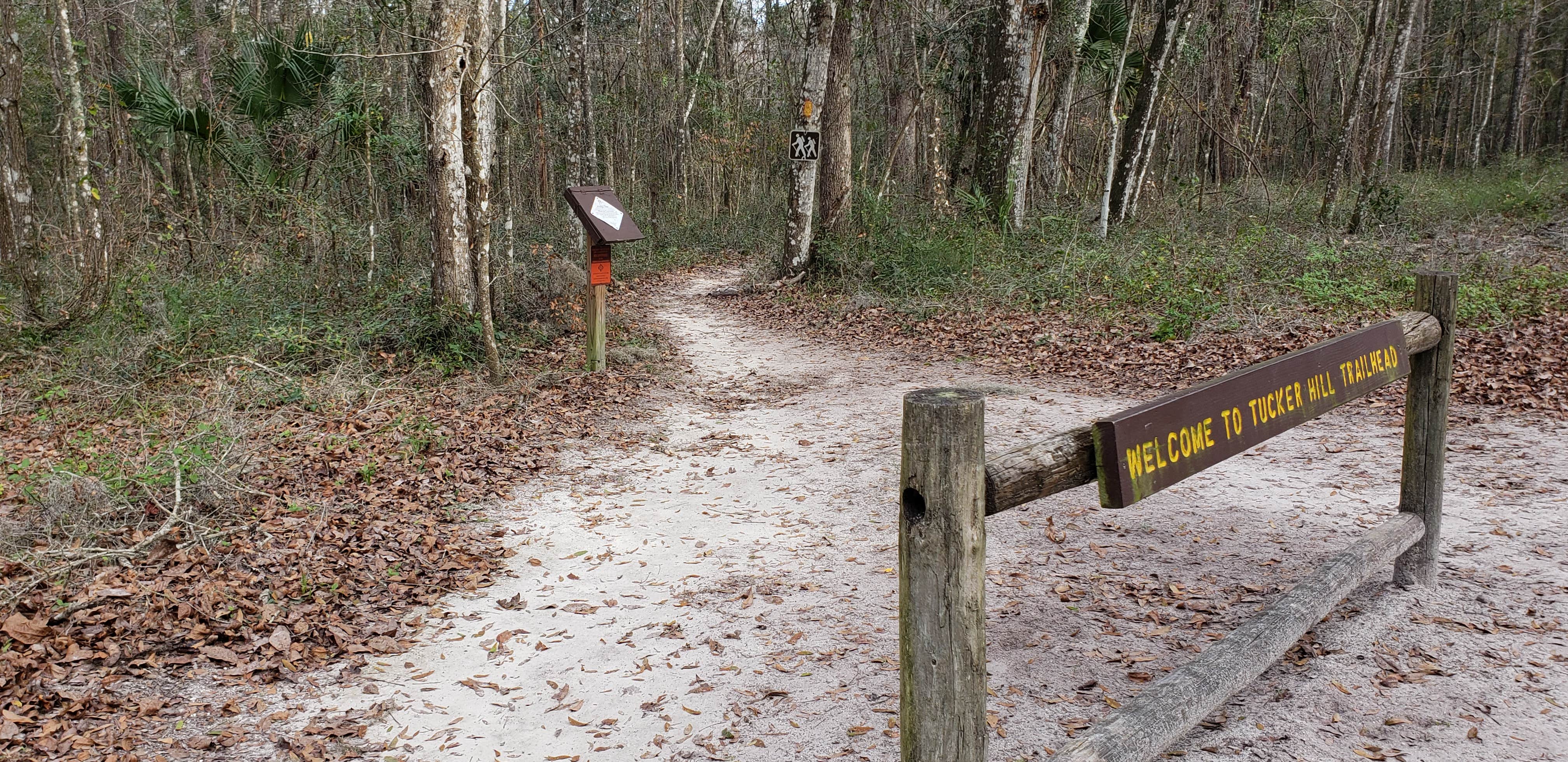 Camper submitted image from Tucker Hill Forestry Primitive Sites - 2