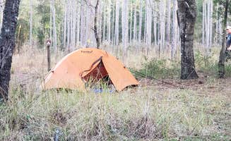 Jeanene A.'s photo of tent camping at Tucker Hill Forestry Primitive Sites near Tampa, FL
