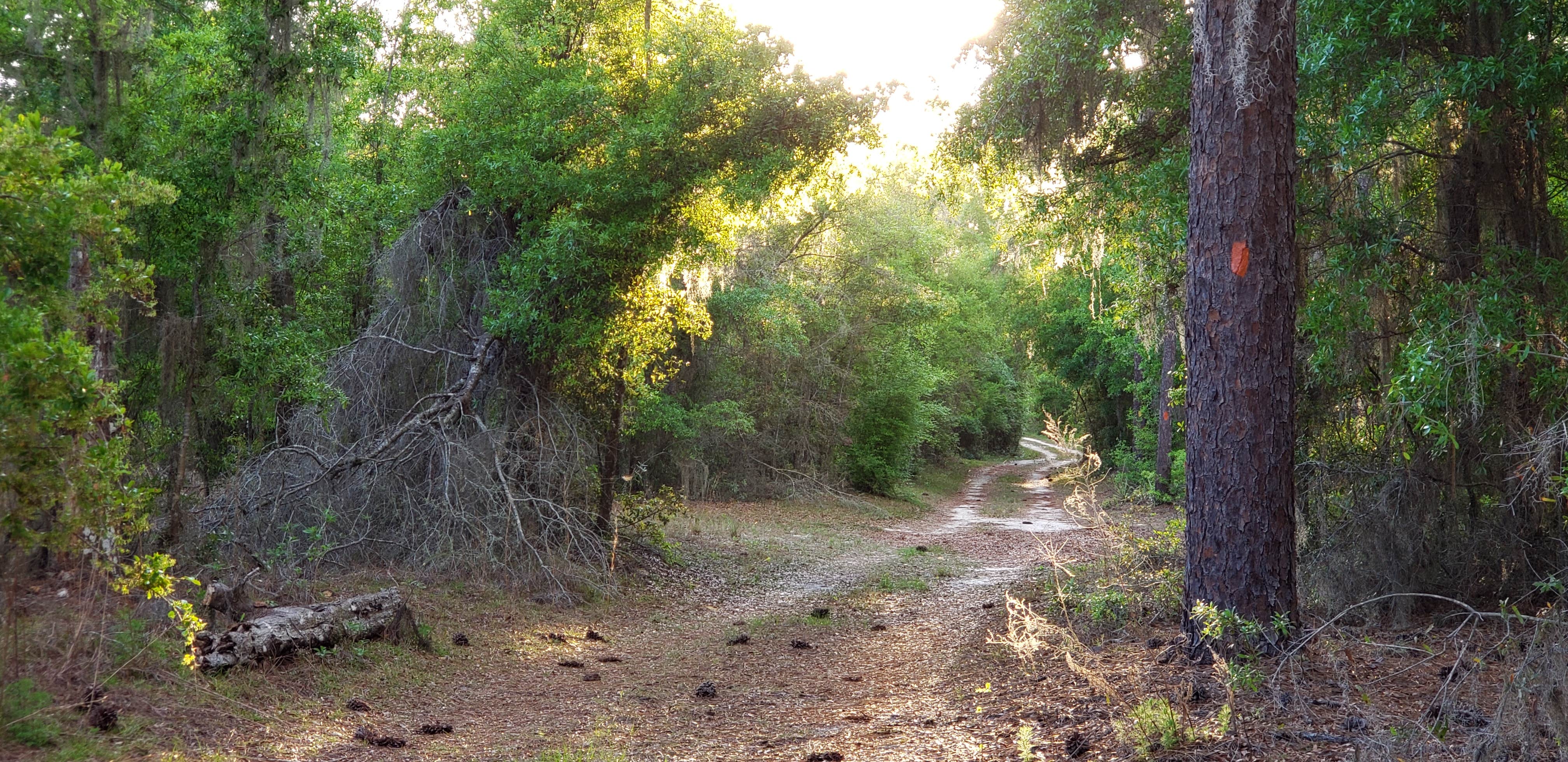 Camper-submitted photo at Colonel Robins Group Area near Lake Panasoffkee, FL