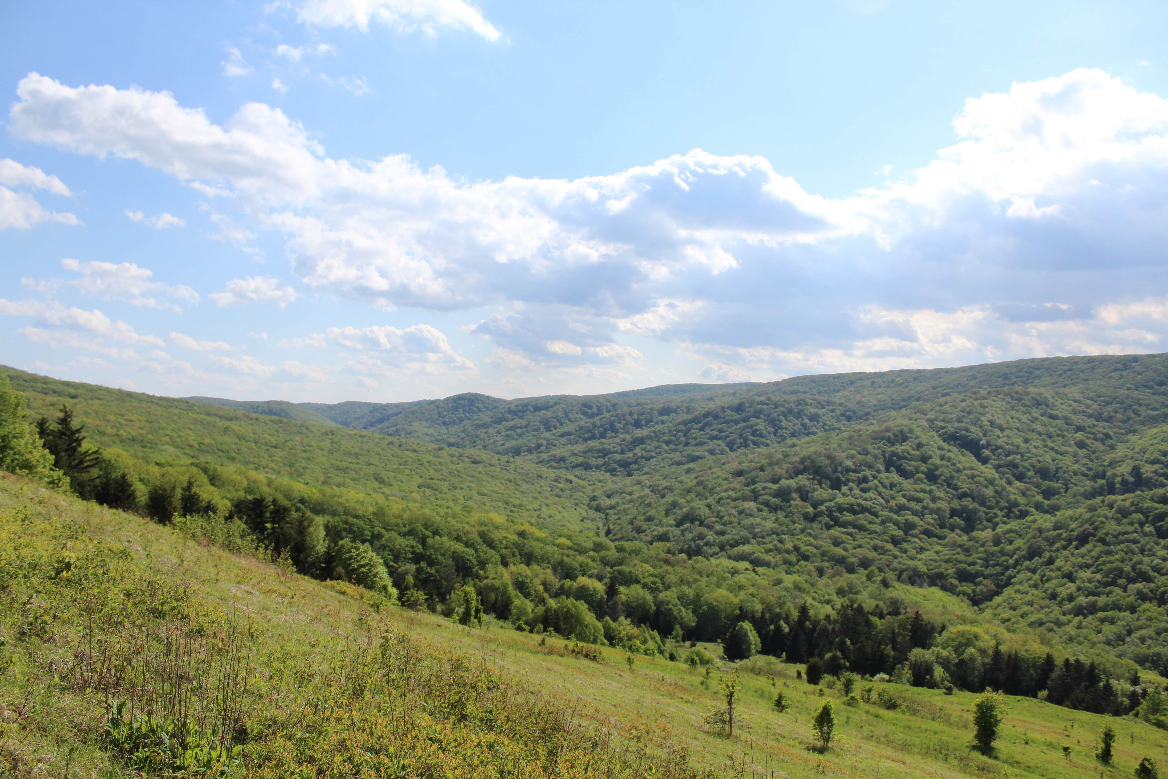 Camper submitted image from Spruce Knob Lake Campground - 2