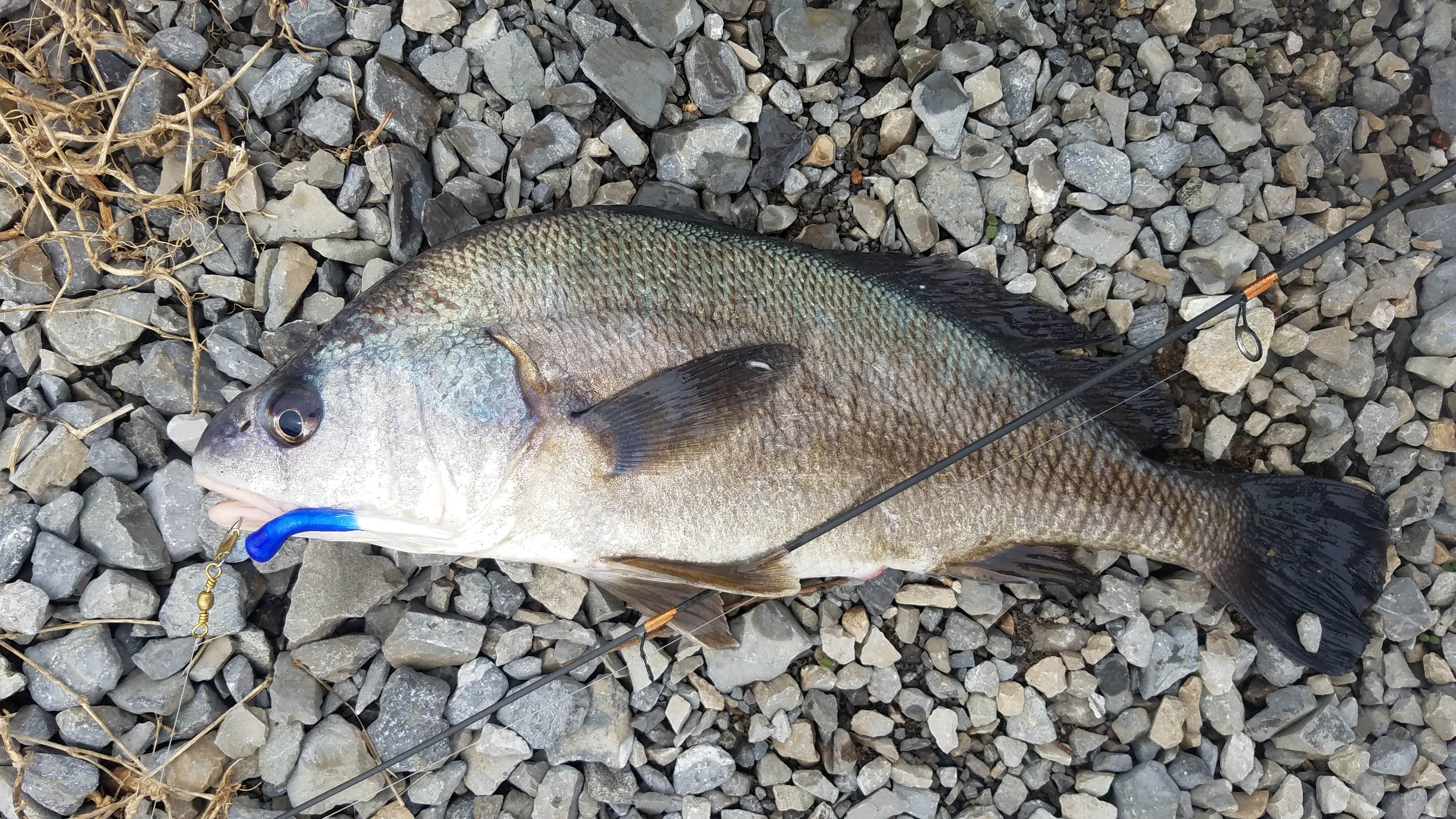 Camper submitted image from Douglas Tailwater Campground — Tennessee Valley Authority (TVA) - 2