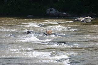 Camper submitted image from Fries New RiverTrail RV Park - 5