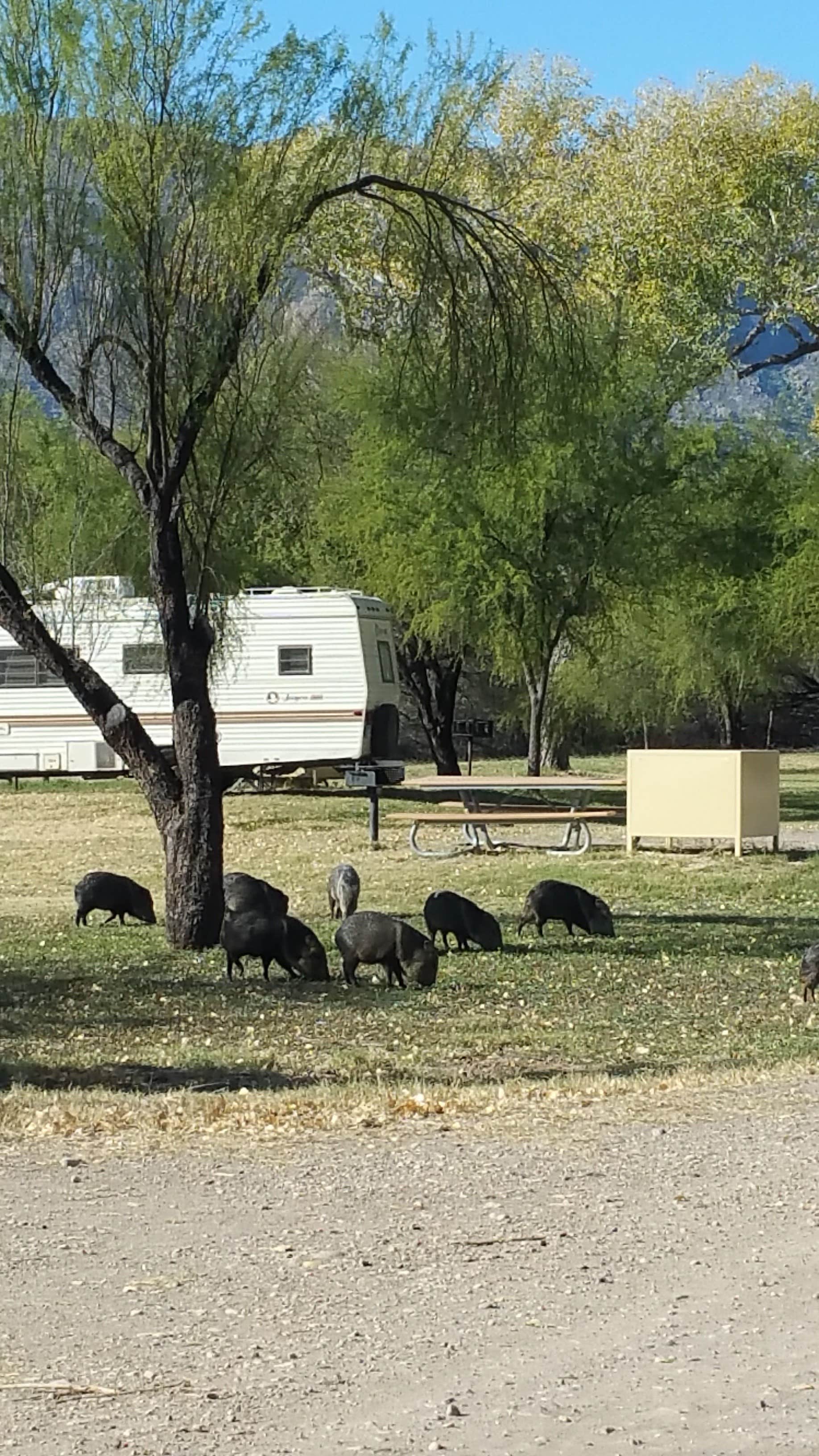 Camper submitted image from Cottonwood Campground — Big Bend National Park - 3