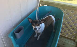 Diane Morse K.'s photo of camping with pets at Bluebonnet RV Resort near Mission, TX