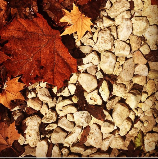 Camper-submitted photo at Lost Maples State Natural Area Campground near Comfort, TX