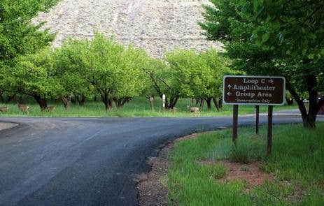 Camper submitted image from Capitol Reef Np Group Campsite — Capitol Reef National Park - 1