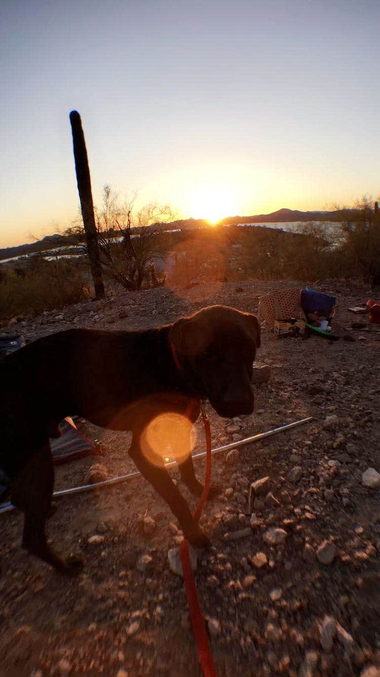 Emily K.'s photo of camping with pets at Bagley Flat Campground and Boat Dock near Rio Verde, AZ