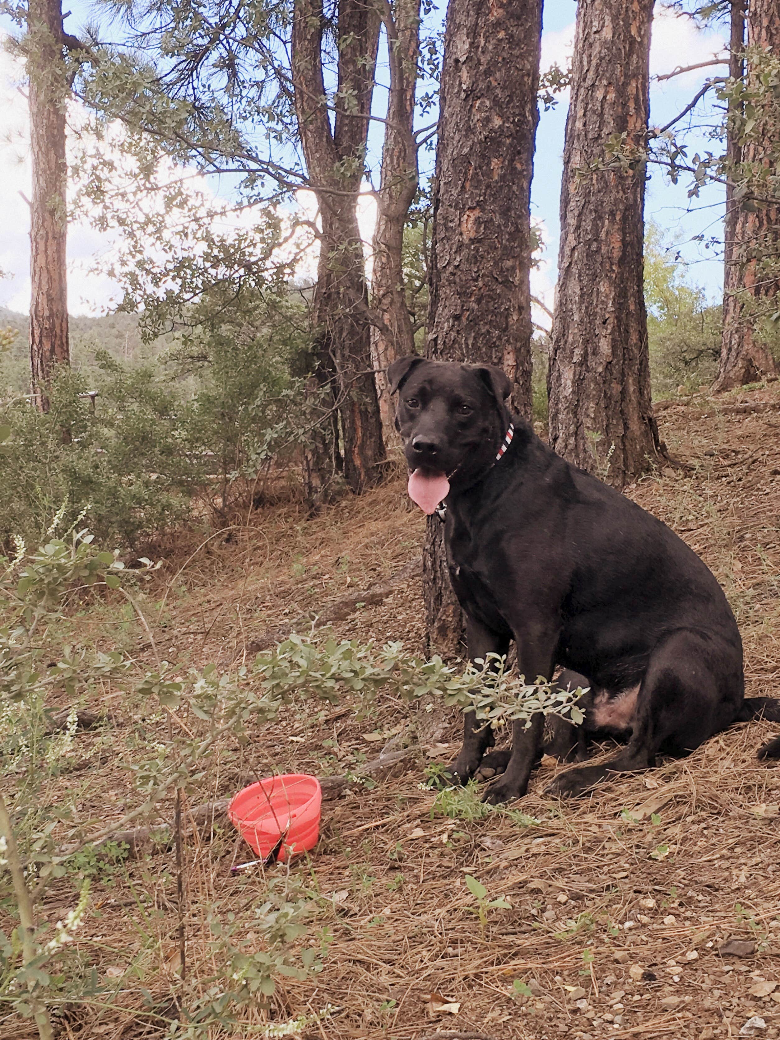 Emily K.'s photo of camping with pets at Lynx Lake Campground near Congress, AZ
