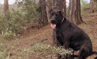 Emily K.'s photo of camping with pets at Lynx Lake Campground near Crown King, AZ