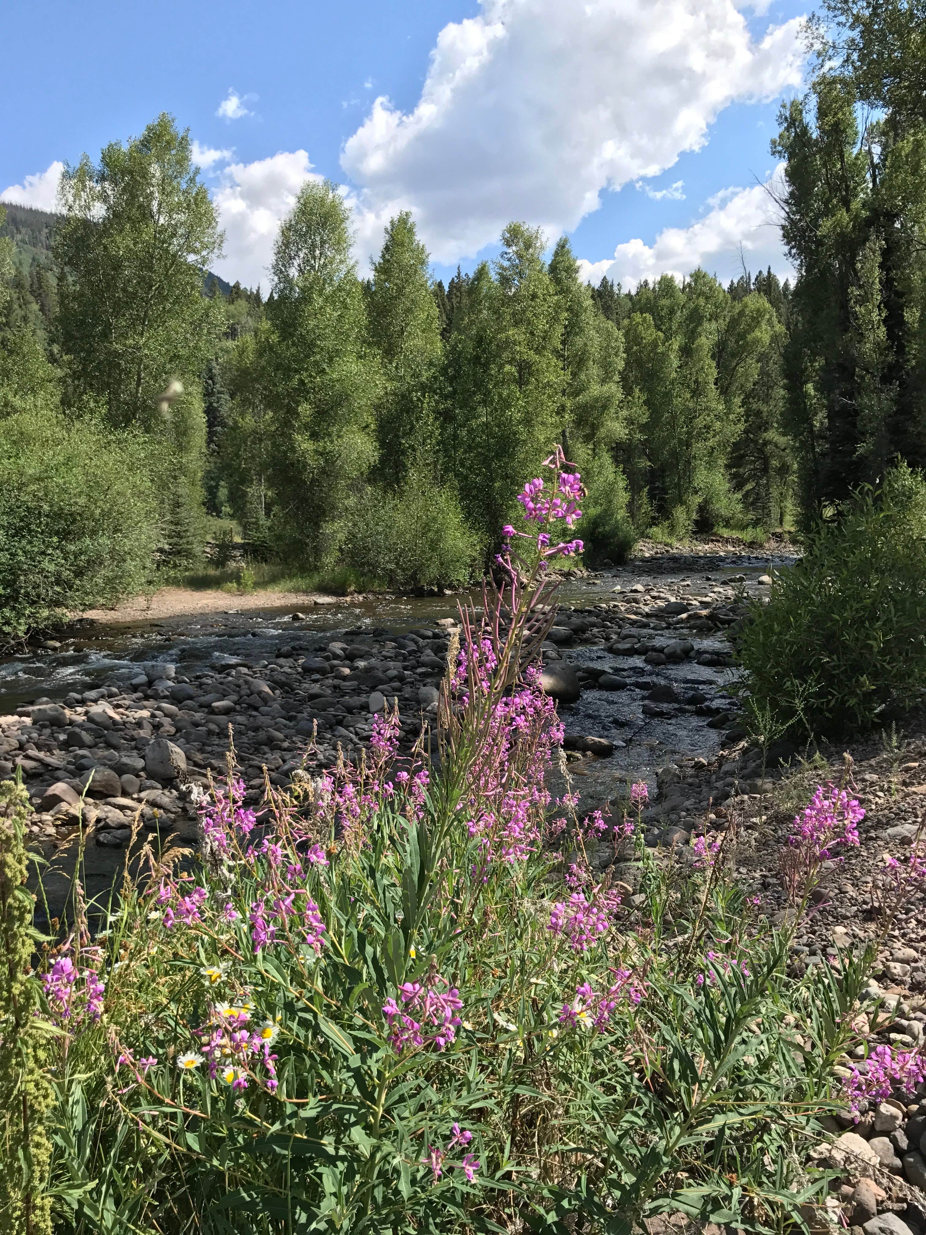 Camper-submitted photo at Elk Creek Campground (rio Grande Nf) near Antonito, CO