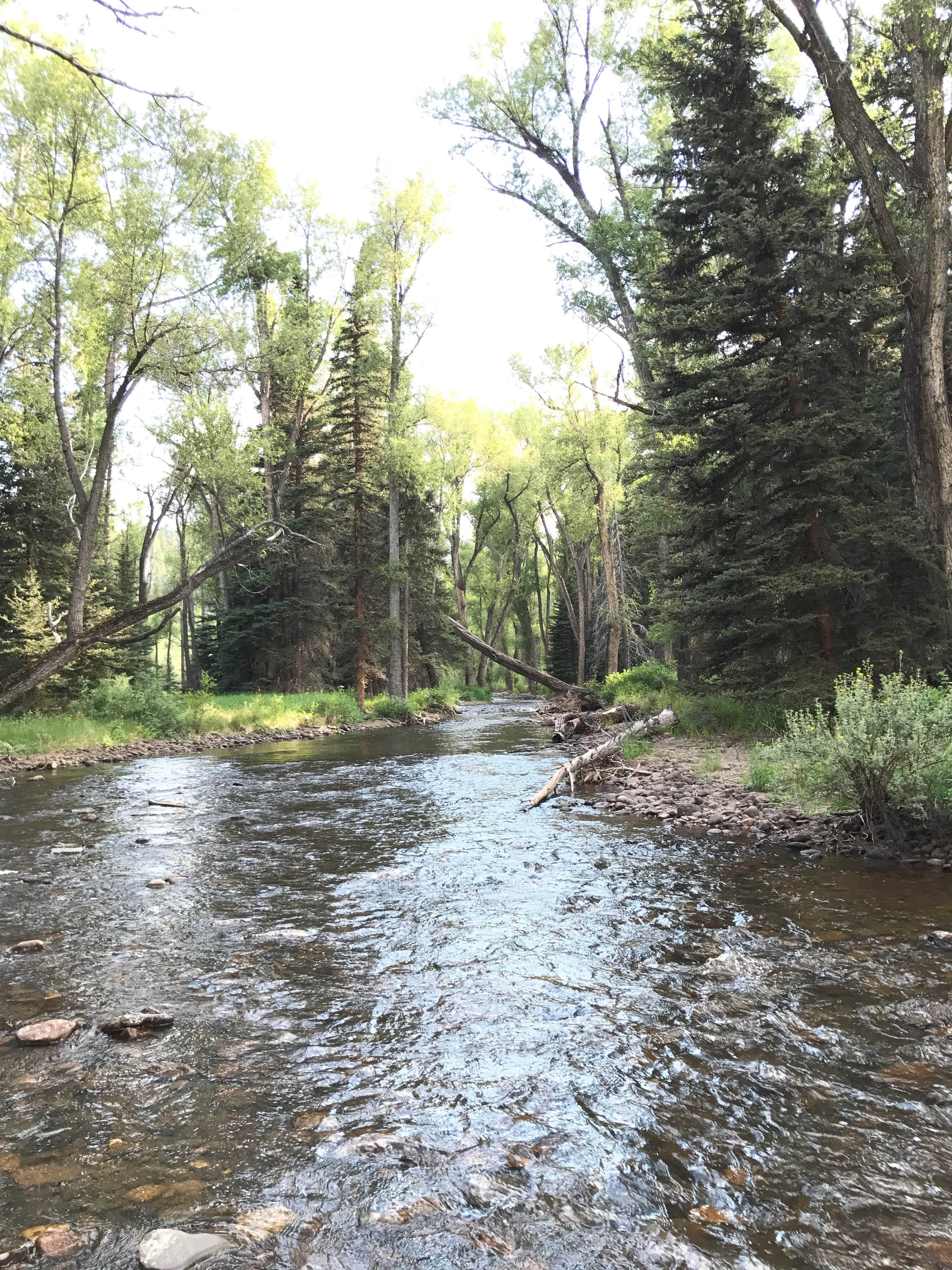 Camper-submitted photo at Elk Creek Campground (rio Grande Nf) near Antonito, CO