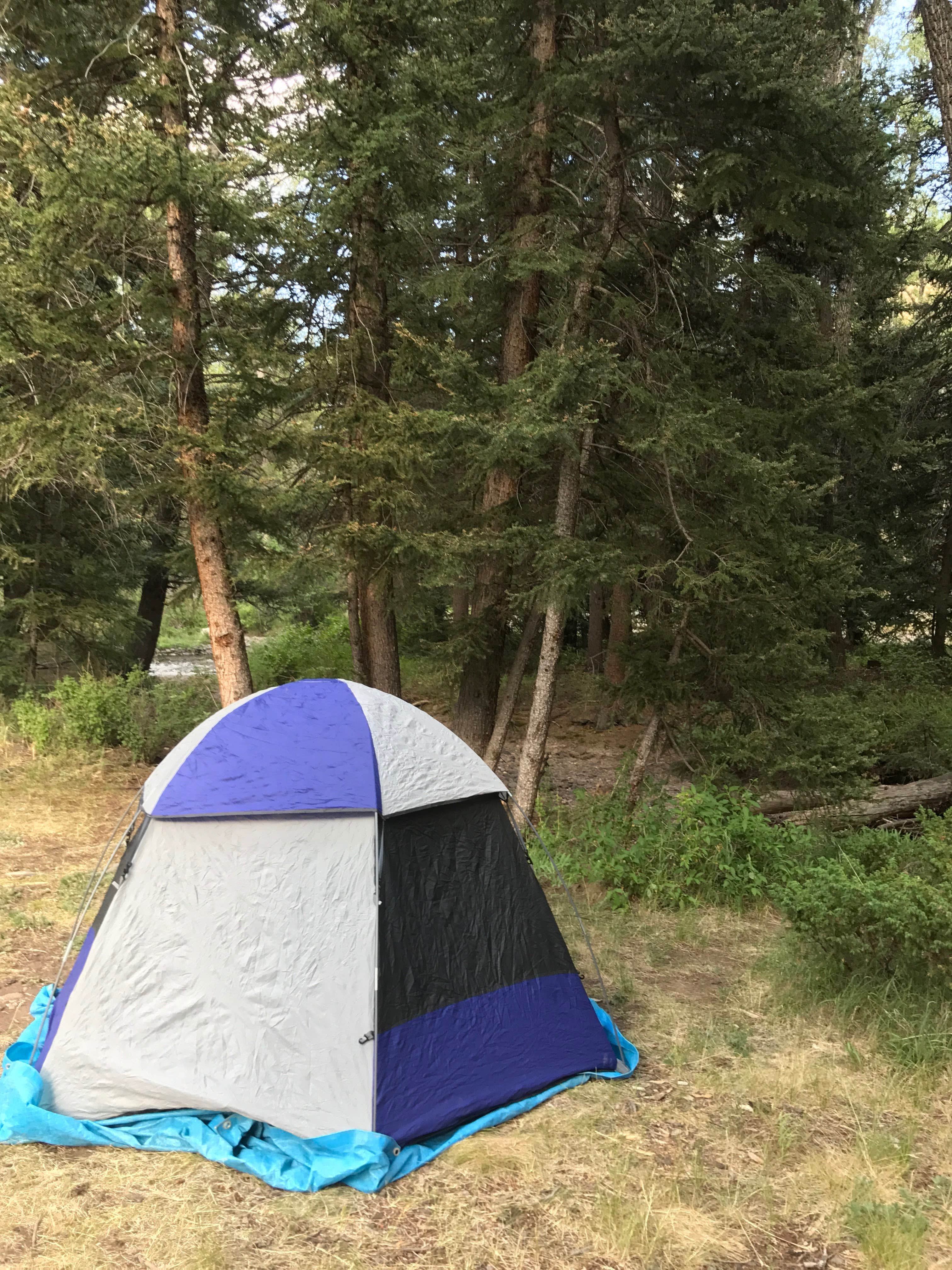 Camper submitted image from Elk Creek Campground (rio Grande Nf) - 5