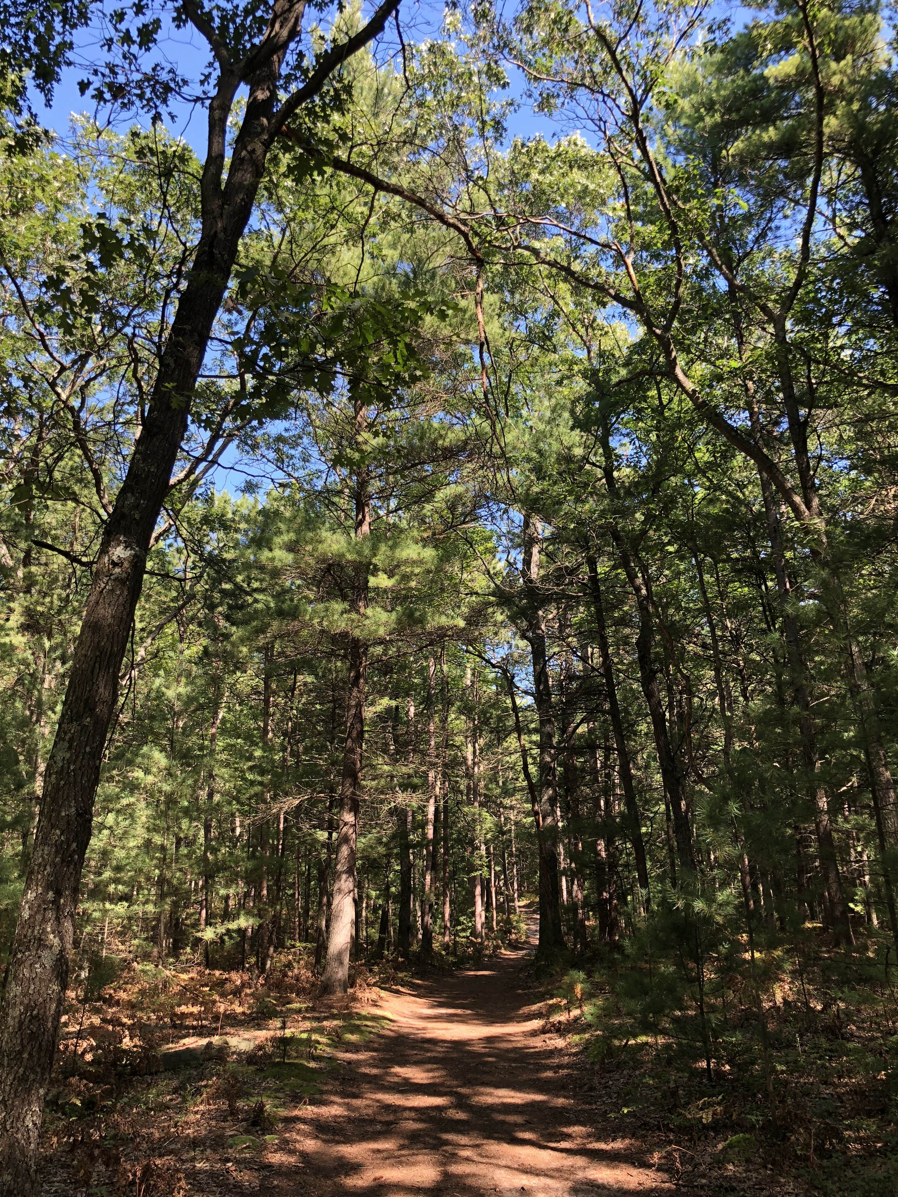 Camper-submitted photo at Nordhouse Dunes Wilderness near Custer, MI