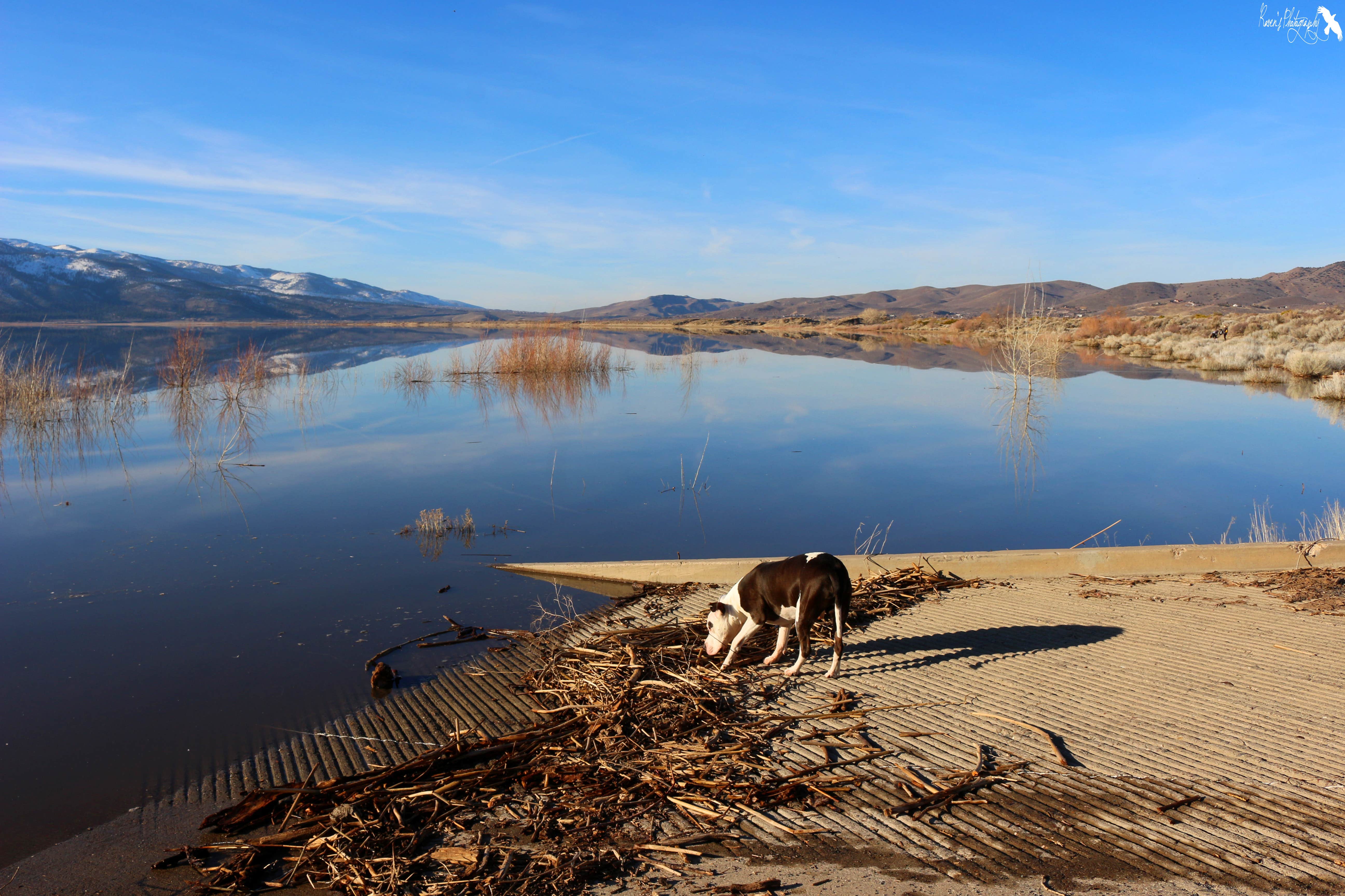 amanda E.'s photo of camping with pets at Washoe Lake State Park Campground near Carson City, NV
