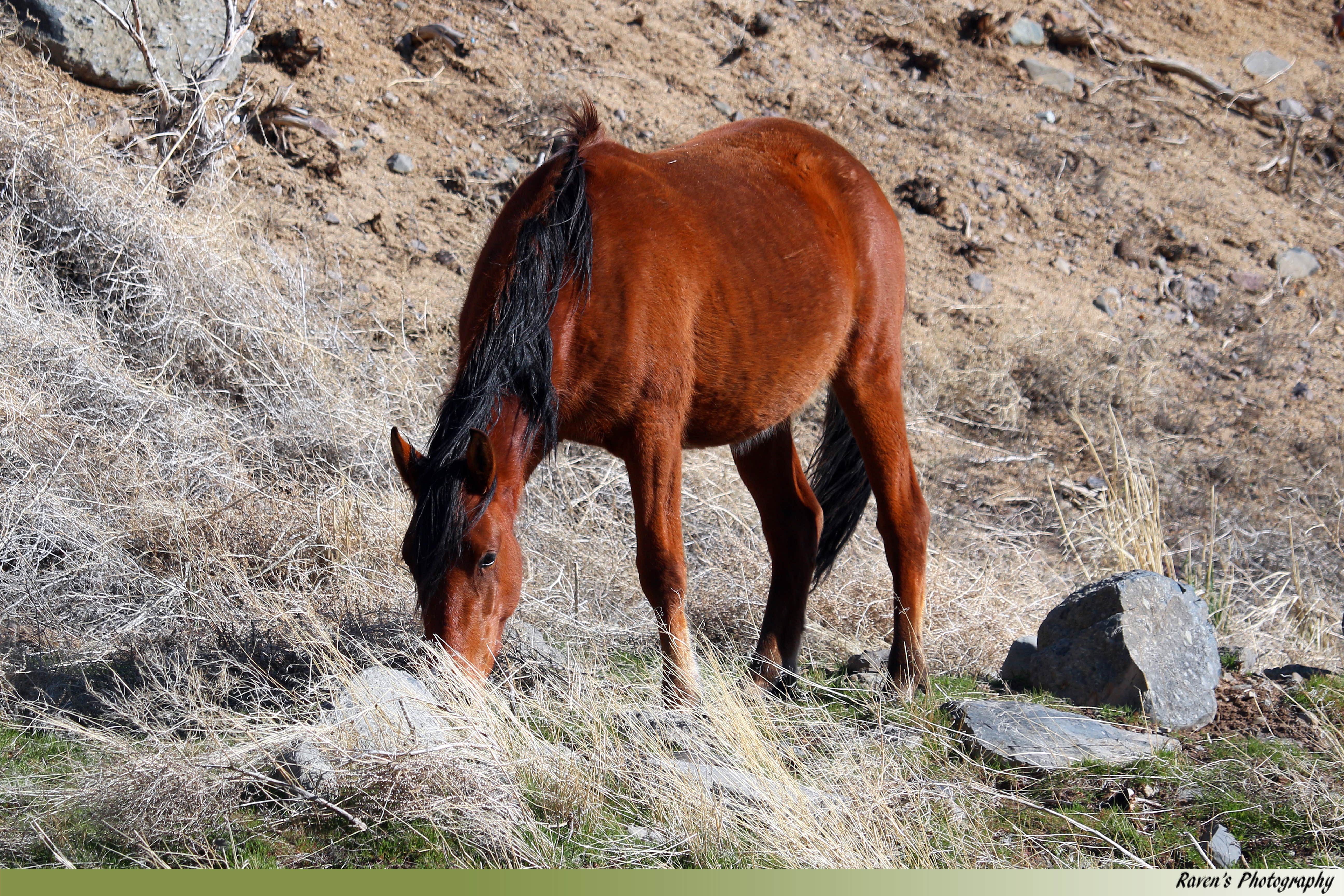 amanda E.'s photo of camping with a horse at Washoe Lake State Park Campground near Sun Valley, NV