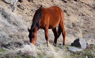 amanda E.'s photo of camping with a horse at Washoe Lake State Park Campground near Sun Valley, NV