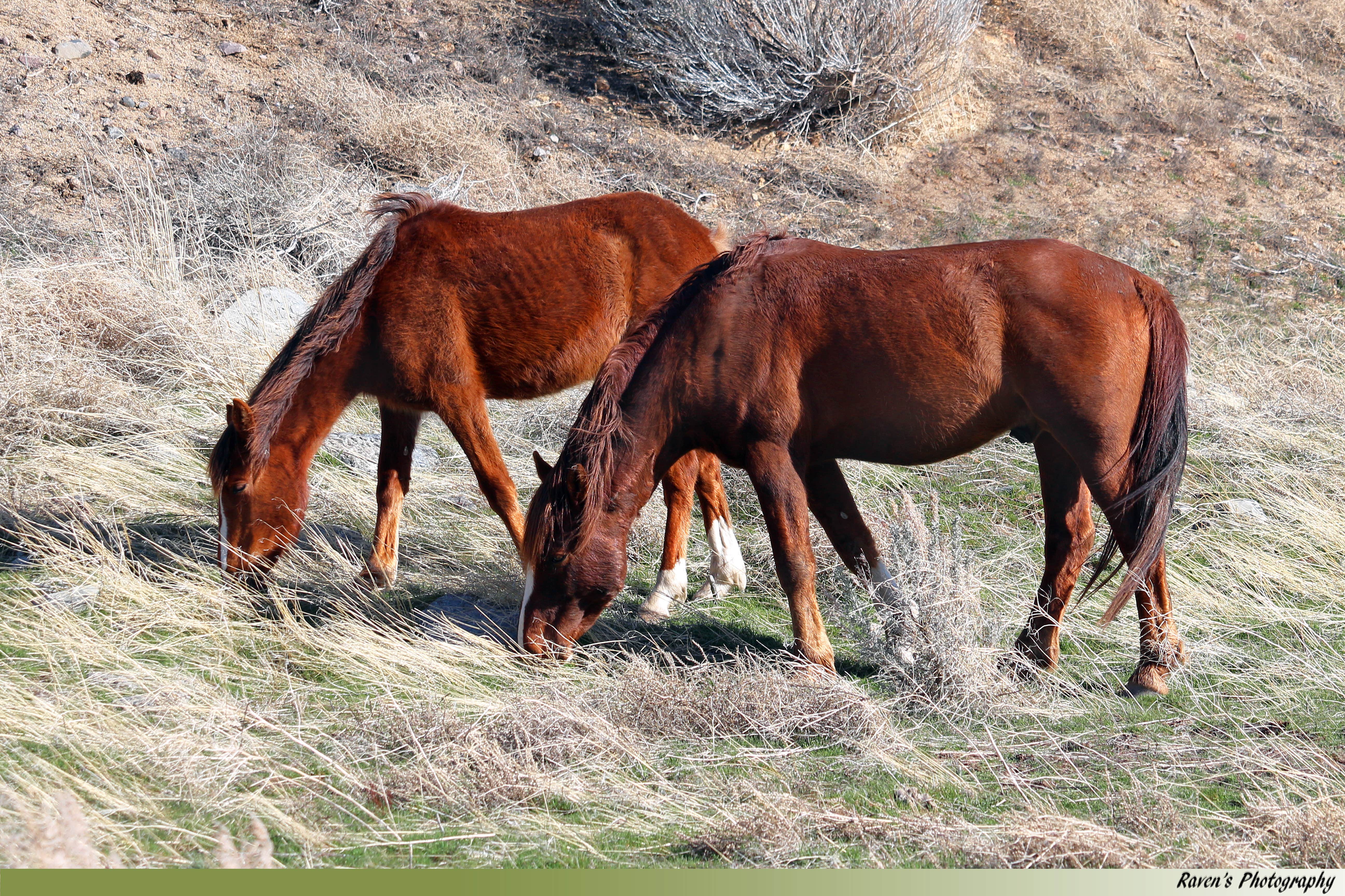 amanda E.'s photo of camping with a horse at Washoe Lake State Park Campground near Virginia City, NV