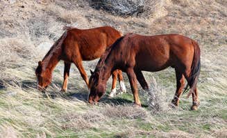 amanda E.'s photo of camping with a horse at Washoe Lake State Park Campground near Crystal Bay, NV